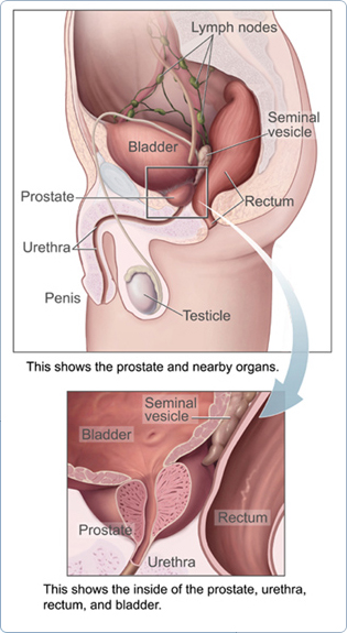 The Prostate